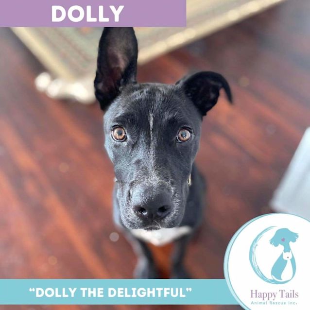 Photo of Dolly