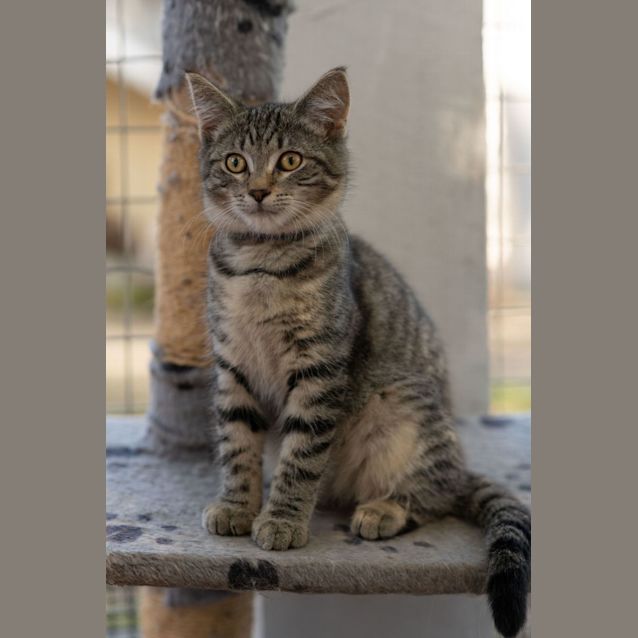 Photo of Anaisa **2nd Chance Cat Rescue**