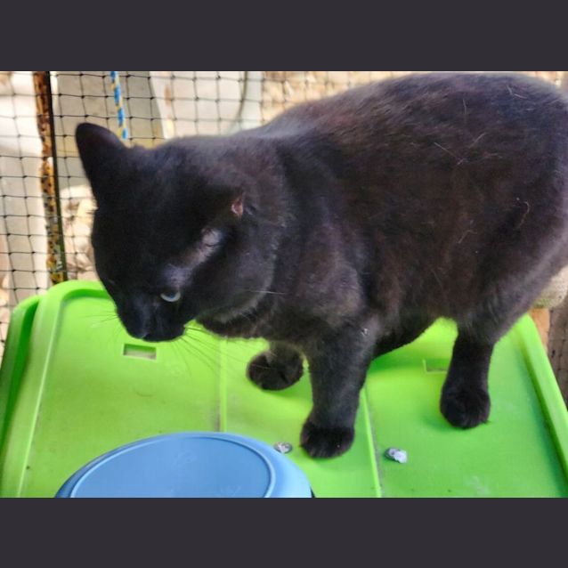 Photo of Buddy
