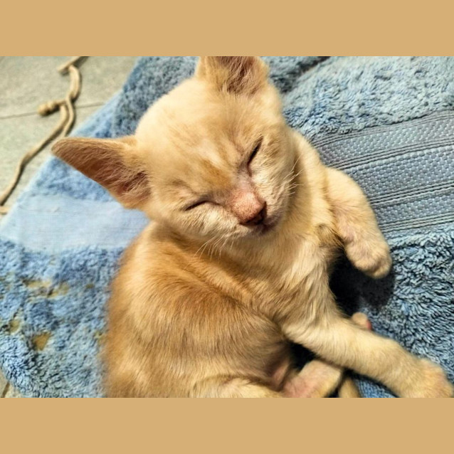 Photo of Rufus
