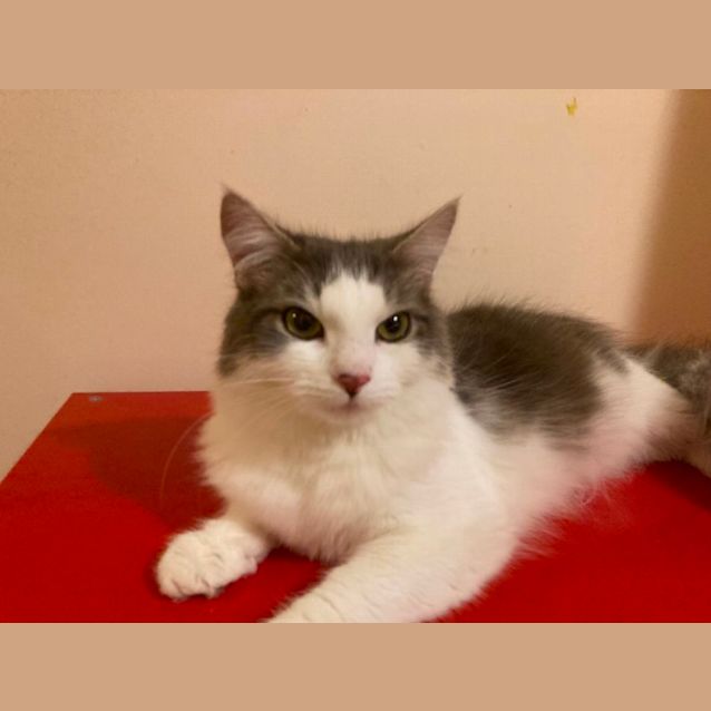 Photo of Noodle   Located In Lower Templestowe