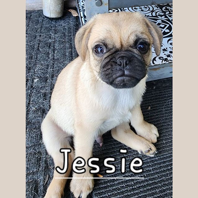 Photo of Jessie 