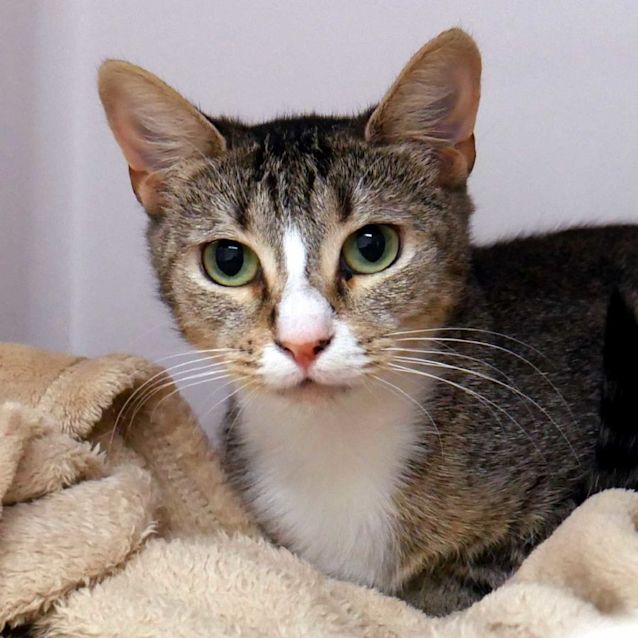 Photo of Coconut Sta010548