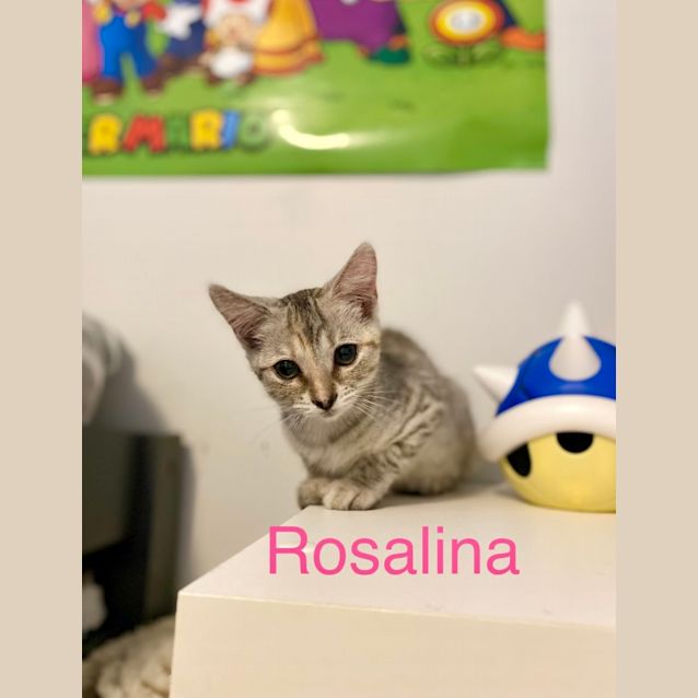 Photo of Rosalina