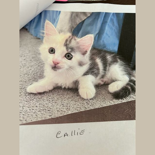 Photo of Calli