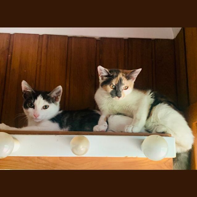 Photo of Blackcurrant