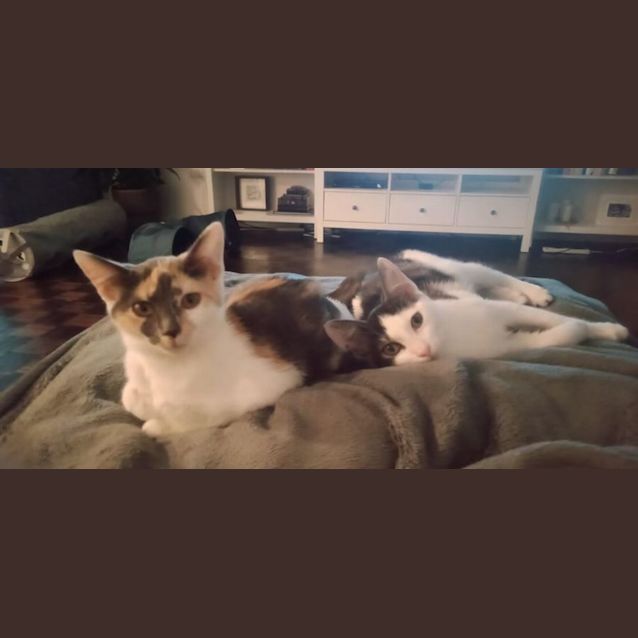 Photo of Blackcurrant