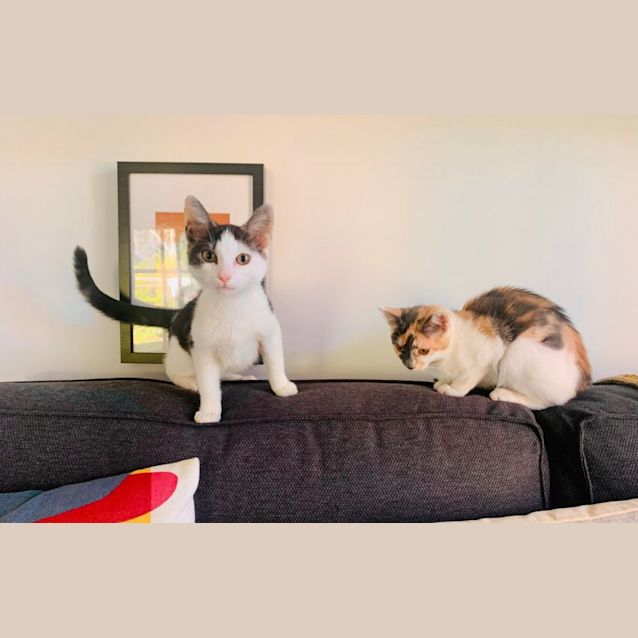 Photo of Blackcurrant