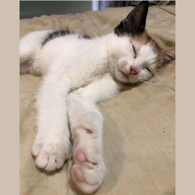 Photo of Cookie (Located In Narre Warren North)