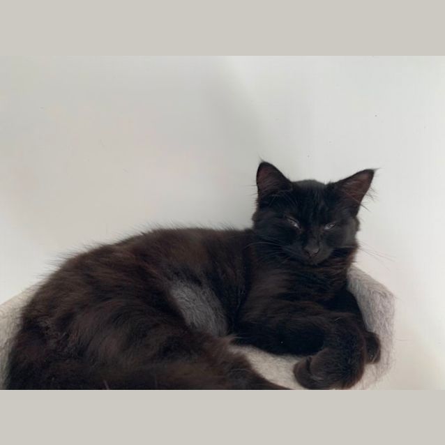 Photo of Misty 