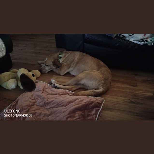 Kia - Medium Female Red Heeler x Mixed Breed Mix Dog in WA - PetRescue Kia - Medium Female Red Heeler x Mixed Breed Mix Dog in WA - PetRescue