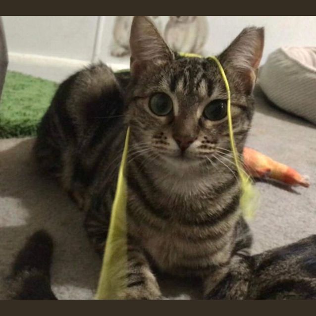 Photo of Lexie Deserves A Second Chance