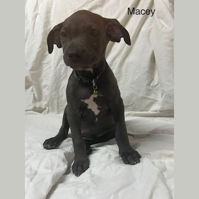 Photo of Macey