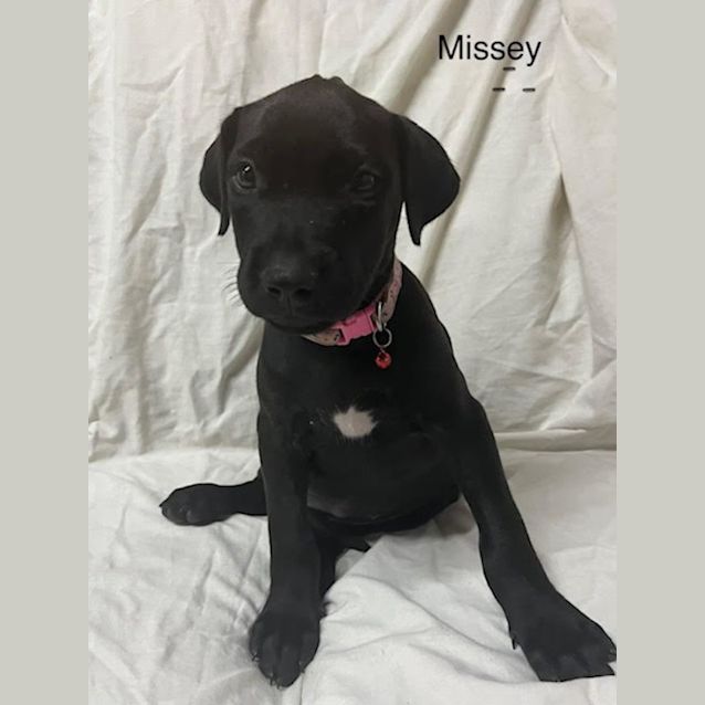 Photo of Missey