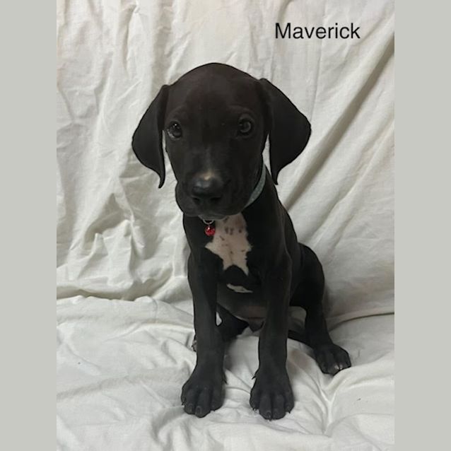 Photo of Maverick