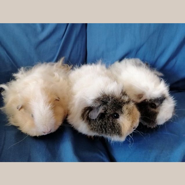 Photo of Bindi, Summar & Clover