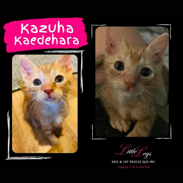 Photo of Kazuha Kaedehara