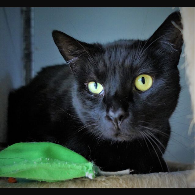 Photo of Seymore