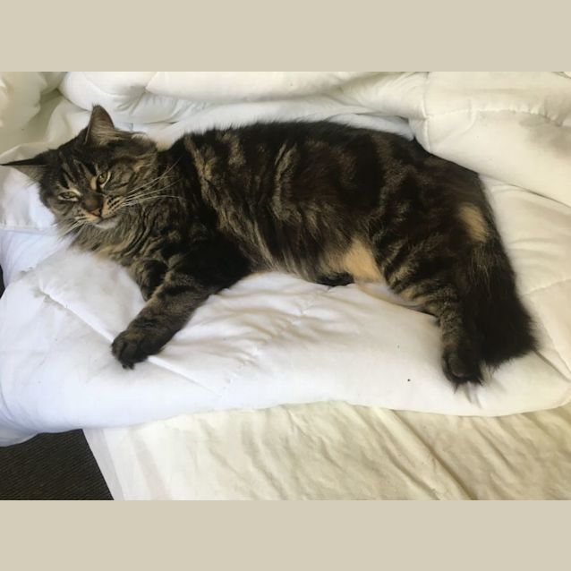 Photo of Biscuit
