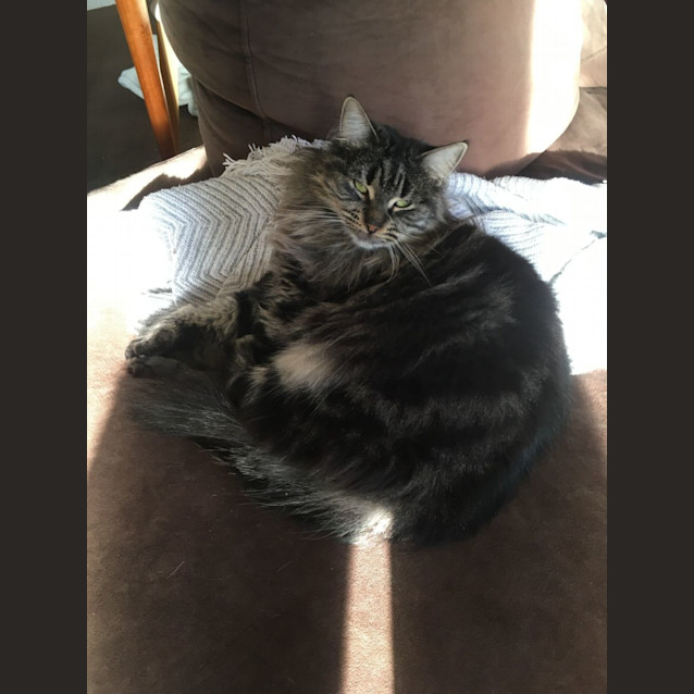 Photo of Biscuit