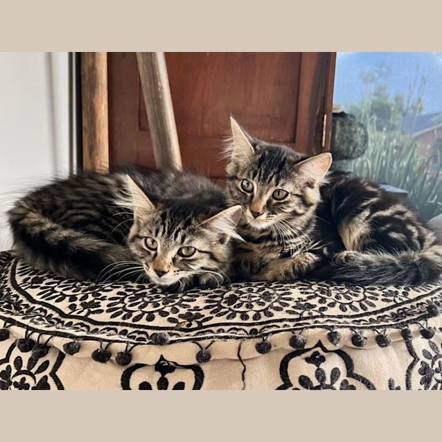 Photo of Patches ~ Adopt Me @ Petstock Hastings 19/03/23