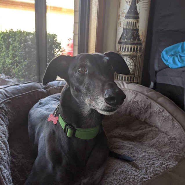 Photo of Probie