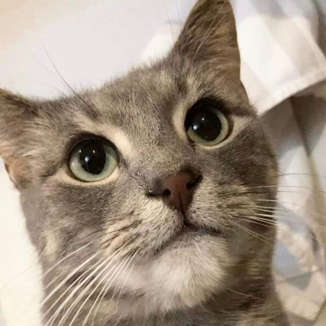 Photo of Dumpling   Located In Melbourne