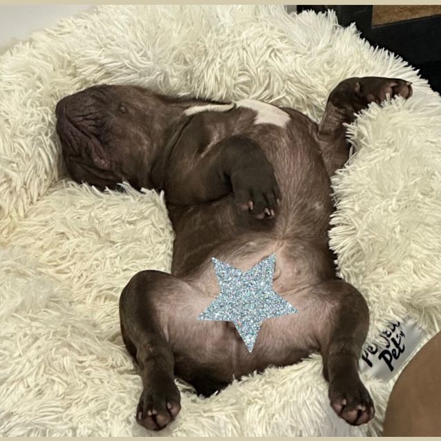 Photo of Winston 🐶