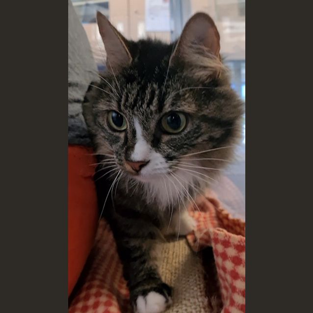 Photo of Jazzy Mittens
