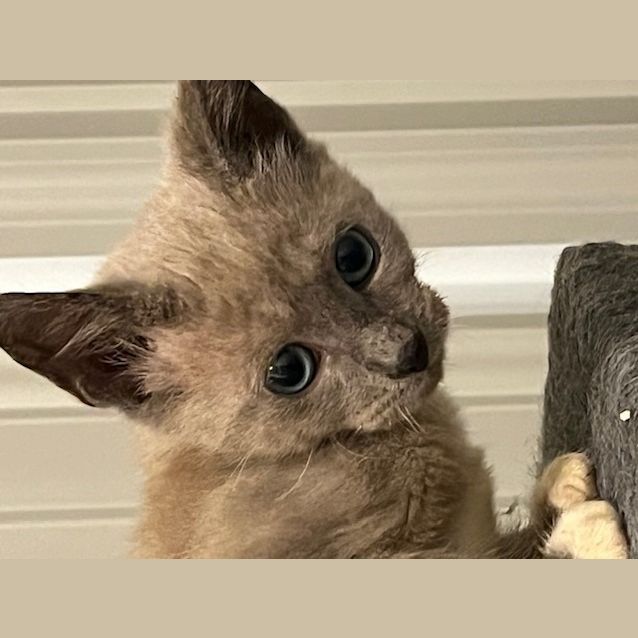 Photo of Butterball