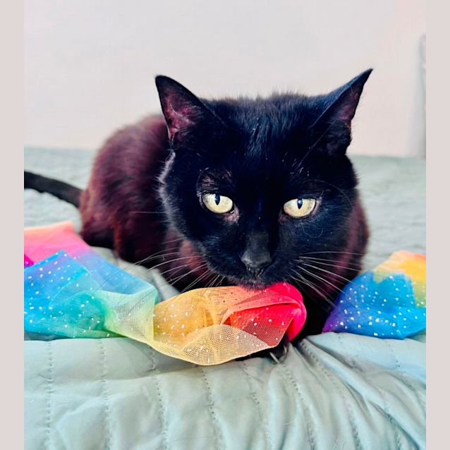 Photo of Queenie   Located In Doreen