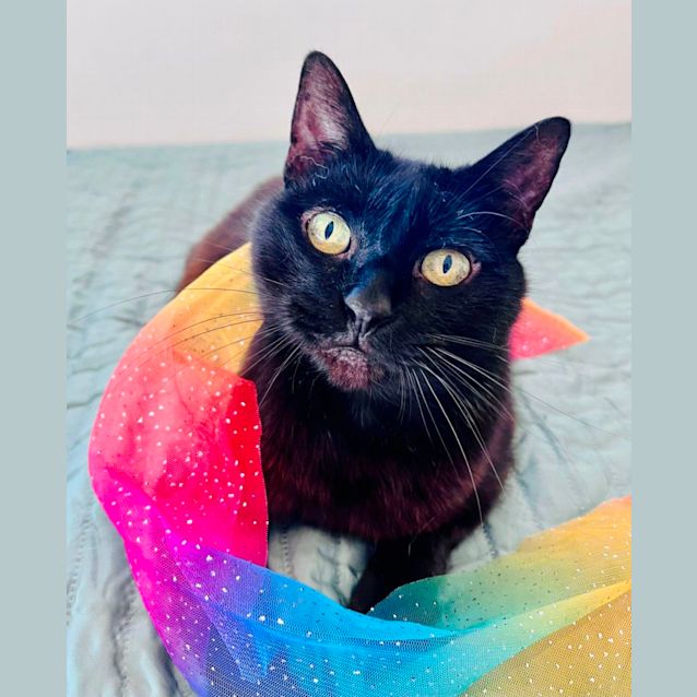 Photo of Queenie   Located In Doreen