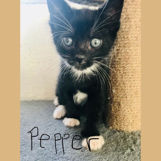 Photo of Pepper