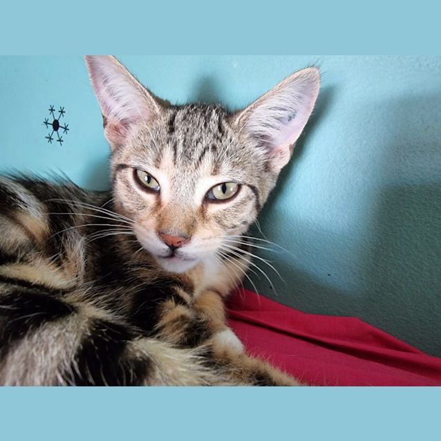 Photo of Leia