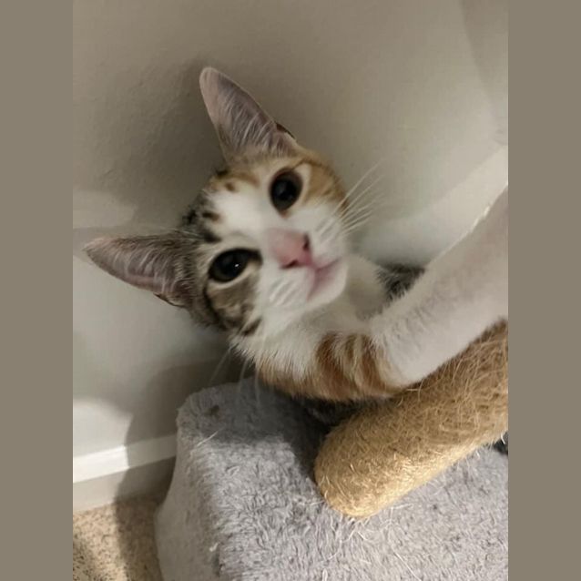 Photo of Princess ~ Adopt Me @ Petstock Mornington 😽