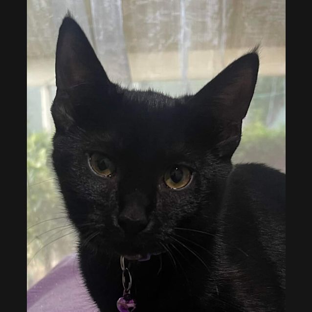 Photo of Suki