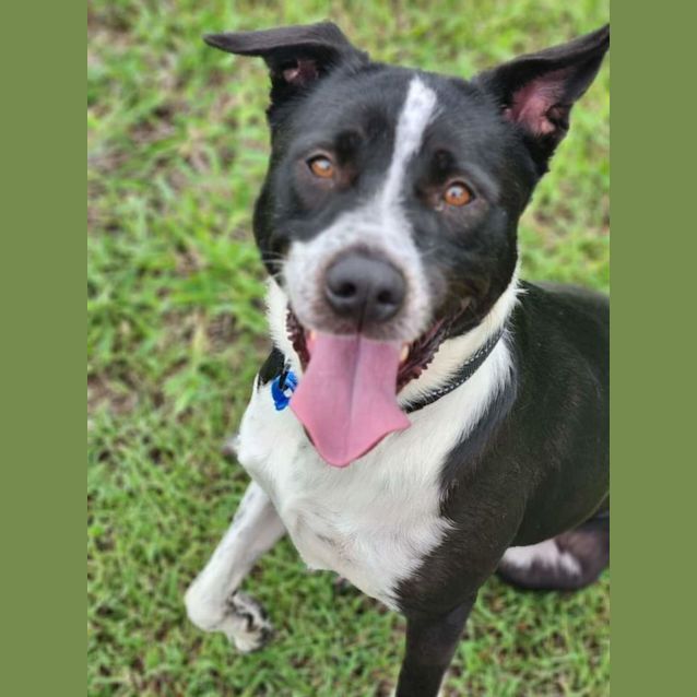Maggie Medium Female Australian Stumpy Tail Cattle Dog x Staffy Mix Dog in VIC PetRescue