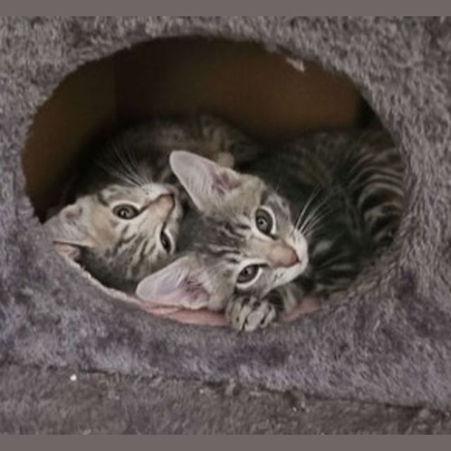 Photo of Luca & Lewie