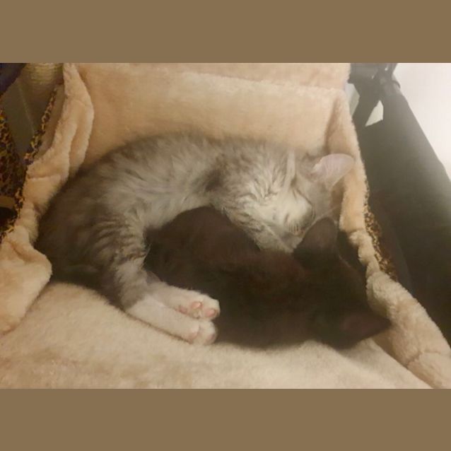 Photo of Sam