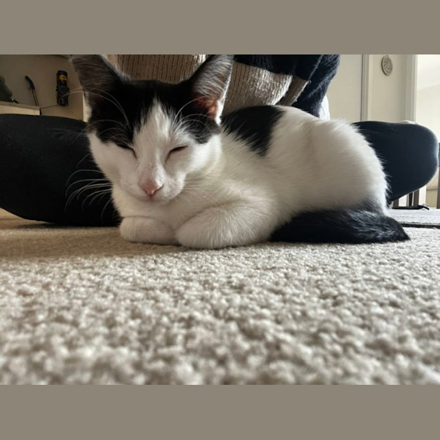 Photo of Elliot **2nd Chance Cat Rescue***