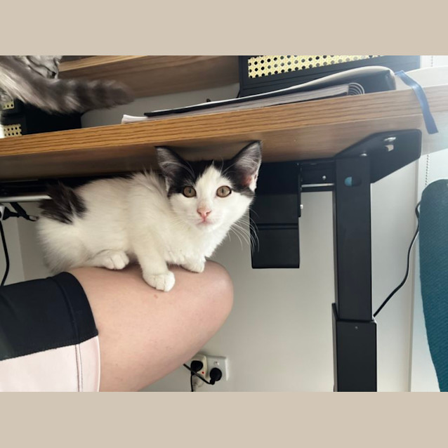 Photo of Elliot **2nd Chance Cat Rescue***