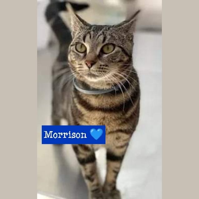 Photo of Morrison 💙🐾
