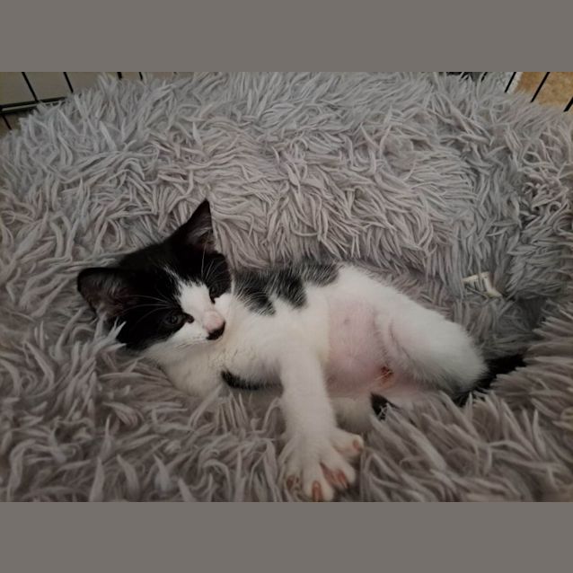Photo of Lilly   Located In Cranbourne