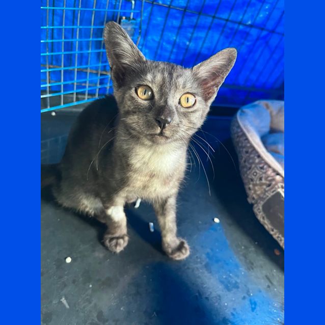 Photo of Zimba