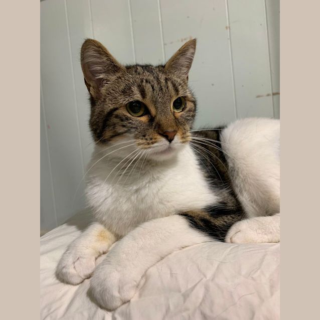 Photo of Honey