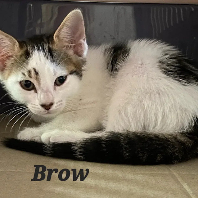 Photo of Brow