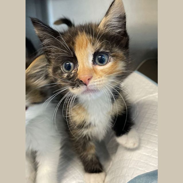 Photo of Spice