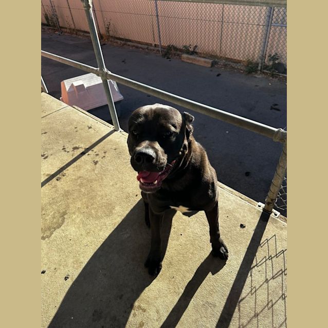 Photo of Baloo 
