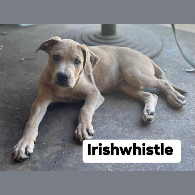 Photo of Whistles Babies! 