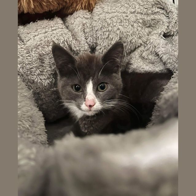 Photo of Rose ~ Adopt Me @ Petstock Hastings 19/03/23